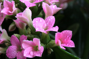 Dew drops on pink flowers