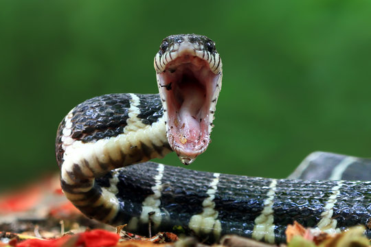Boiga snake ready to attack, Boiga dendrophila, animal closeup