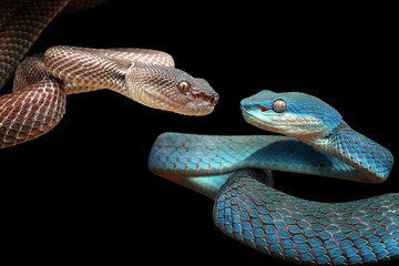 Blue viper snake closeup face, viper snake, blue insularis, Trimeresurus Insularis, animal closeup