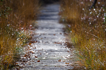 Fohramoos - Hochmoor - Losenpass - goldener herbst
