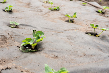 Young strawberry seedlings on agrotextile.