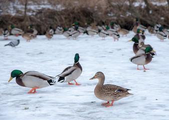 Ducks and drakes are looking for food in the snow
