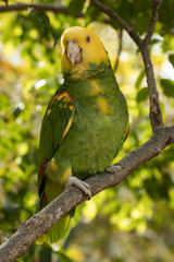 Loro Cabeza Amarilla