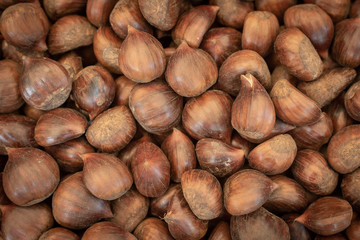 Chestnut on white background 