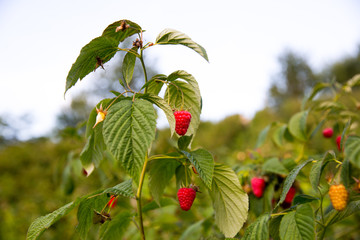branch of ripe red juicy raspberry in raspberry plantation