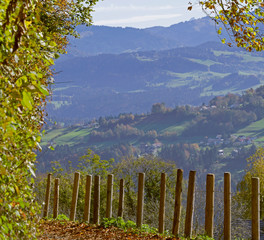 Wanderung  Gebhardsberg - Fluh - Pfänder mit mystischem Wald