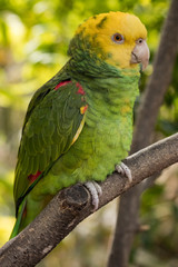 Loro Cabeza Amarilla