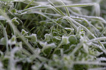 frozen grass meadow close-up
