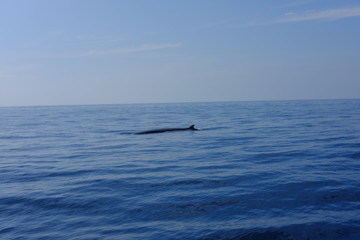 Obraz premium dolphins in the sea