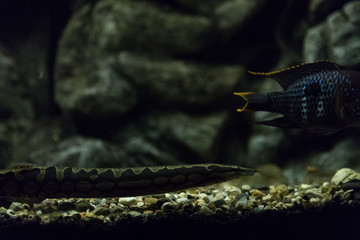 Underwater world and its beauty. Hobby aquariums. Aquarium with fish.