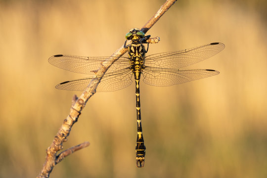 The small pincertail or green-eyed hook-tailed dragonfly Onychogomphus forcipatus in Czech Republic