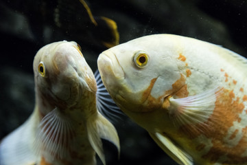Aquarium fish Astronotus. Cichlids in the aquarium. Fish is an albino. Underwater world.