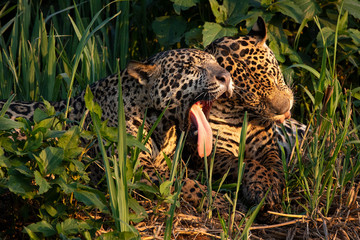 Fototapeta na wymiar jaguar brothers of pantanal- brazil