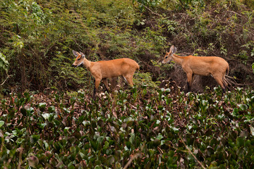cervo of pantanal, pantanal. Brazil
