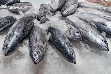 Spanish mackerel. Fresh Mediterranean fish kept on ice