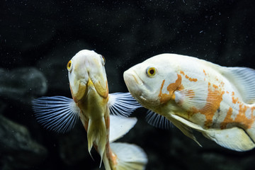 Aquarium fish Astronotus. Cichlids in the aquarium. Fish is an albino. Underwater world.