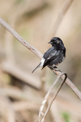 Male Pied Bushchat sitting