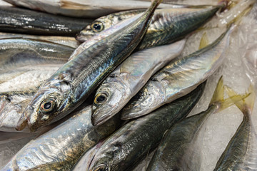 Spanish mackerel. Fresh Mediterranean fish kept on ice