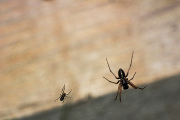 big and small spider on a web