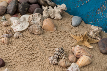  snails, rocks next to a starfish in sand and water