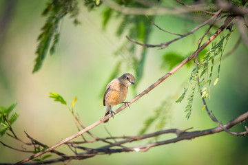 Female pied bush chat