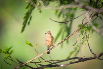 Cute Female pied bush chat