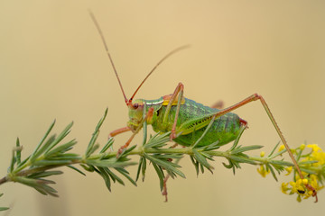 Tailed bush cricket Barbitistes constrictus in Czech Republic