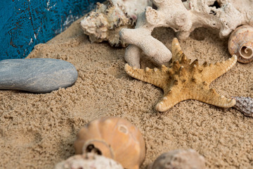 Fototapeta na wymiar snails, rocks next to a starfish in sand and water
