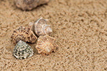  snails, rocks next to a starfish in sand and water