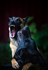 Belgian Shepherd and German Shepherd aggressively playing
