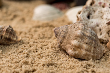  snails, rocks next to a starfish in sand and water