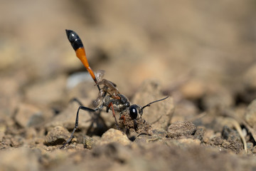 The wasp Ammophila sabulosa in Czech Republic