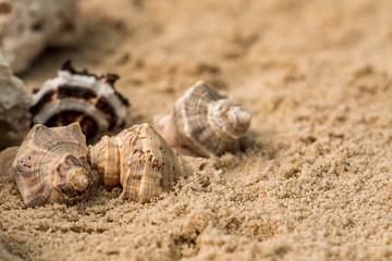  snails, rocks next to a starfish in sand and water