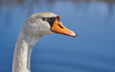 The white mute swan Cygnus olor in Czech Republic