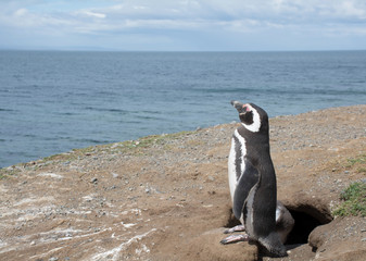 Fototapeta premium penguin on beach