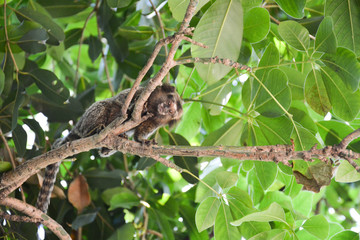monkey in tree