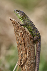 The sand lizard Lacerta agilis in Czech Republic