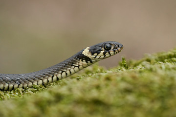 The Grass snake Natrix natrix in Czech Republic