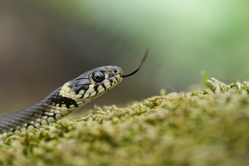 The Grass snake Natrix natrix in Czech Republic