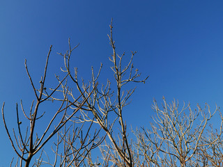 sagoma di rami contro lo sfondo del cielo blu