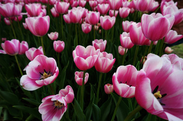 Fototapeta premium Opened tulip buds with gradient colors from pink to white. Spring flowers in the Dendropark. Selective focus. Close-up shot at an angle on a sunny day. Suitable for wallpapers,covers,screensavers
