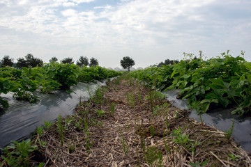 Fototapeta na wymiar young strawberry farm field, Ukraine.