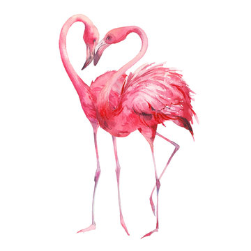 Flamingo in love. Watercolor art. Hand painted bright exotic birds kissing isolated on white background. Animal illustration