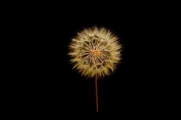 A gigantic fuzzy dandelion, with seeds attatched, forming a fuzzy sphere, againt the black background of a computer screen.