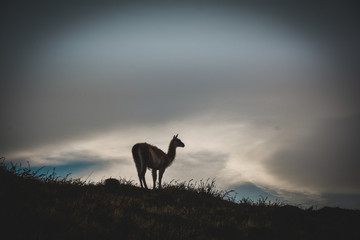 silhouette of deer © David