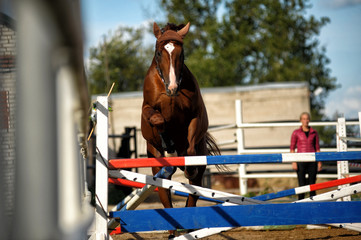 brown horse jumps over obstacles in training