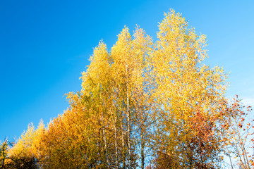 Fototapeta premium Golden leaves on blue sky background
