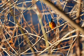 Eisvogel sitzt auf seinem Ast und hält Ausschau nach Beute