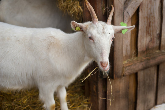 Image of white goats in farm in Zoetewoude, Netherlands
