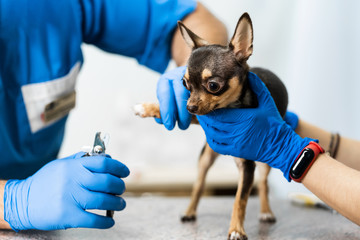 A professional veterinarian cuts the claws of a small dog of the Chihuahua breed on a manipulation...